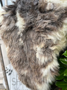 XLarge rare breed sheepskin