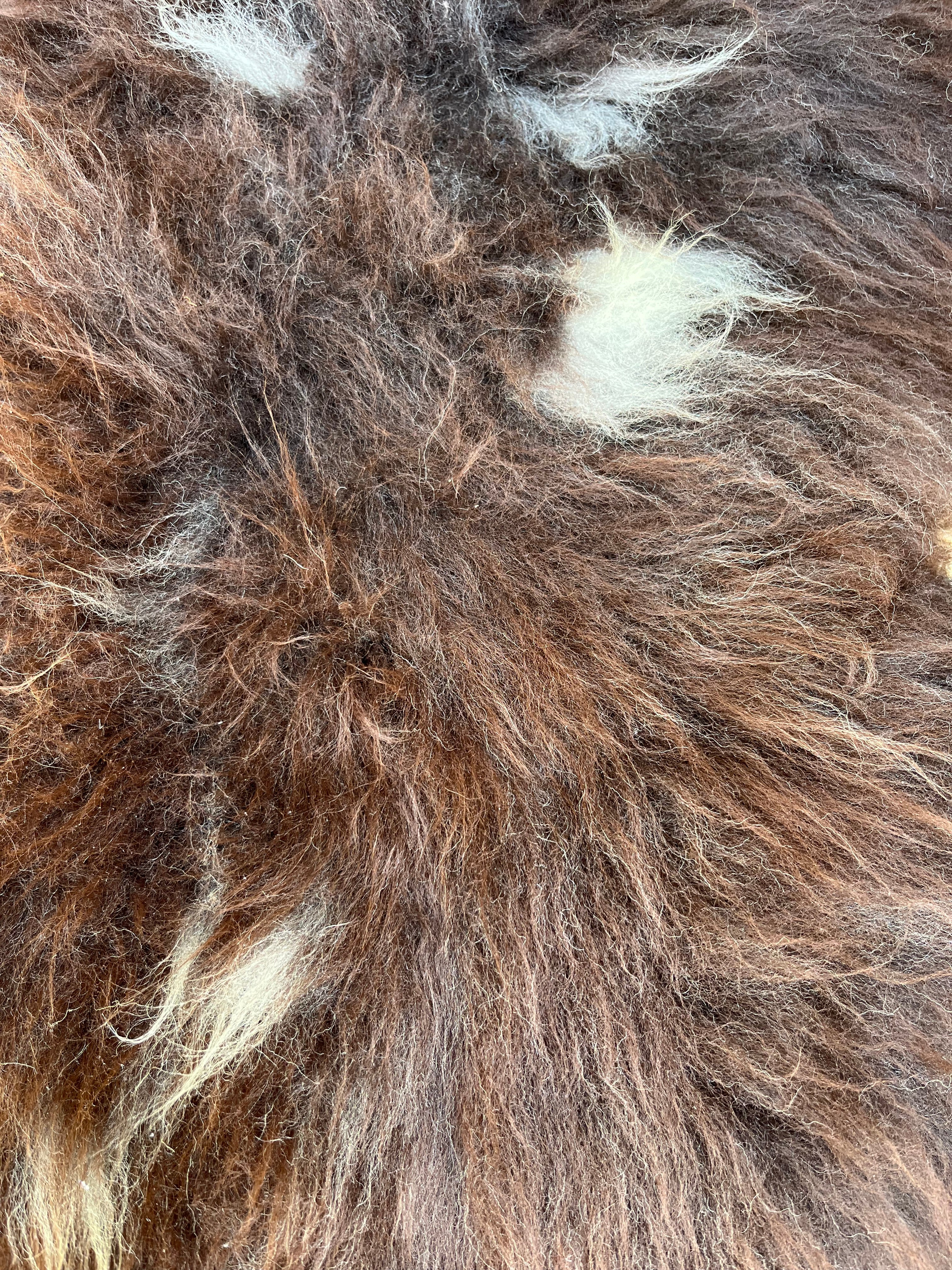 Chocolate rare~breed sheepskin